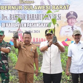 Tanam Bibit Sukun di Pasangkayu, Pj Gubernur Sulbar, Bahtiar: Ini Komoditi Tambahan Kita Dorong Jadi Kebanggaan Indonesia