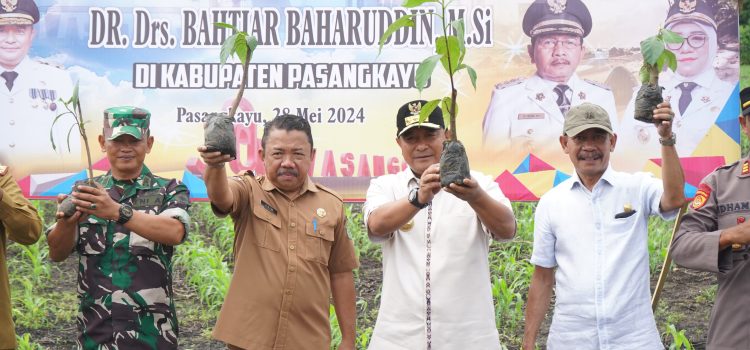 Tanam Bibit Sukun di Pasangkayu, Pj Gubernur Sulbar, Bahtiar: Ini Komoditi Tambahan Kita Dorong Jadi Kebanggaan Indonesia