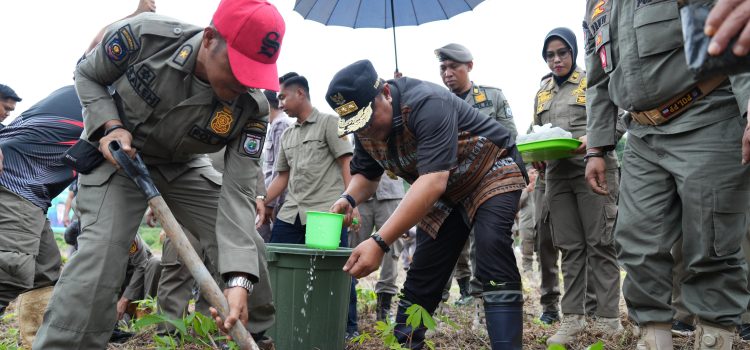 Manfaatkan Lahan Kosong, Pj Bahtiar Tanam Pisang di Halaman Pemprov Sulbar