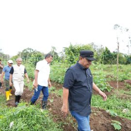 Pj Bahtiar Dorong Warga Sulbar Menanam Hortikultura dalam Bentuk Massal